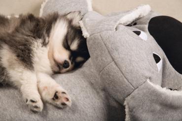 Preview: Kuschelhund XXL - 70 x 40 cm